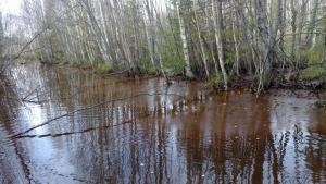 Kokko-ojan padotussa uomassa on pintaan asti ulottuva lietekertymä