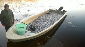 Nuottasaalista Viitajärvellä 27.10.2014