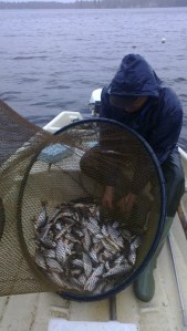 Rysää tyhjennetään